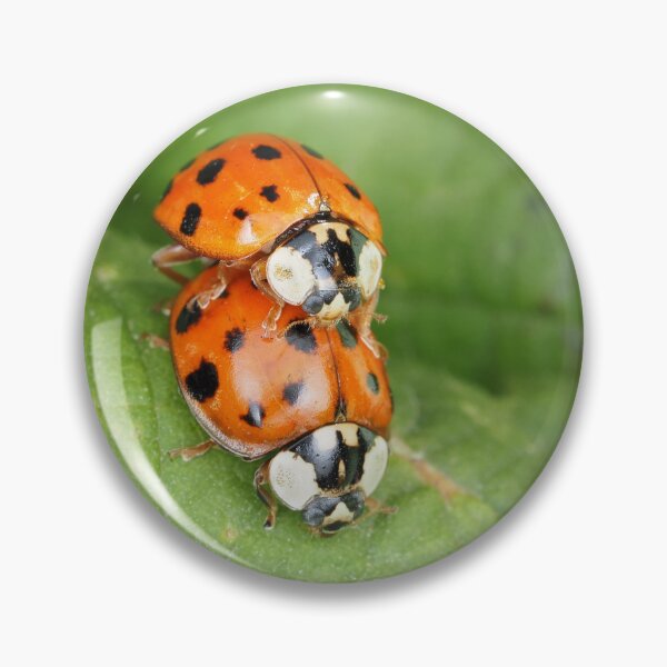 Item preview, Harmonia axyridis - Asian ladybeetle - mating on a leaf designed and sold by SDym Photography.