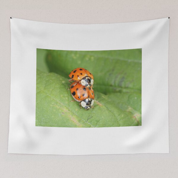 Item preview, Harmonia axyridis - Asian ladybeetle - mating on a leaf designed and sold by SDym Photography.