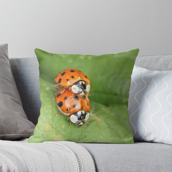 Item preview, Harmonia axyridis - Asian ladybeetle - mating on a leaf designed and sold by SDym Photography.