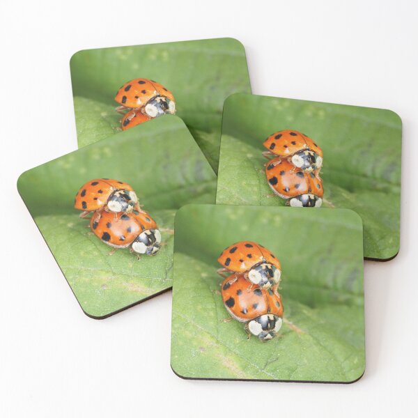 Item preview, Harmonia axyridis - Asian ladybeetle - mating on a leaf designed and sold by SDym Photography.