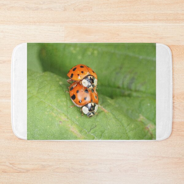Item preview, Harmonia axyridis - Asian ladybeetle - mating on a leaf designed and sold by SDym Photography.