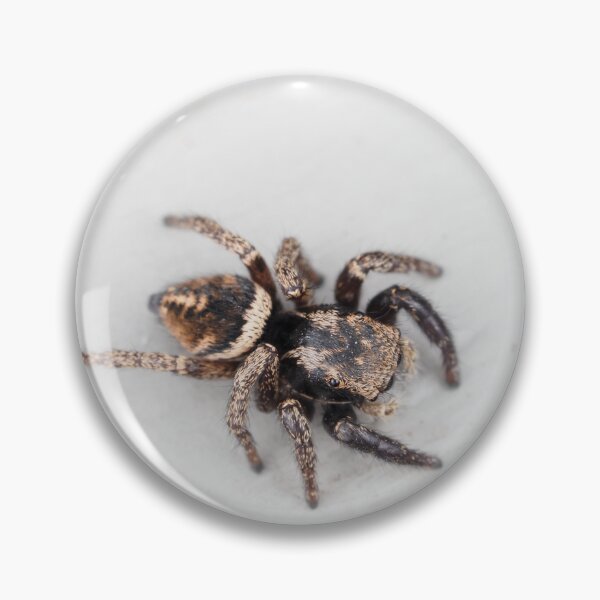 Item preview, Jumping spider designed and sold by SDym Photography.