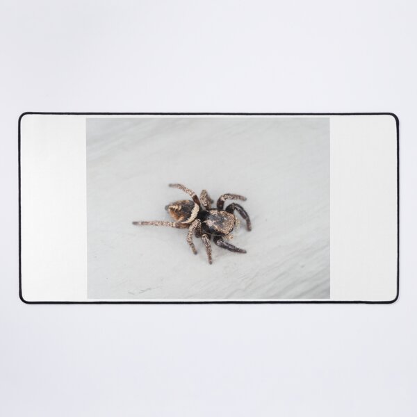 Item preview, Jumping spider designed and sold by SDym Photography.