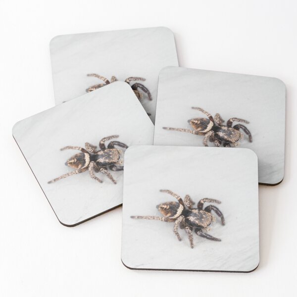 Item preview, Jumping spider designed and sold by SDym Photography.