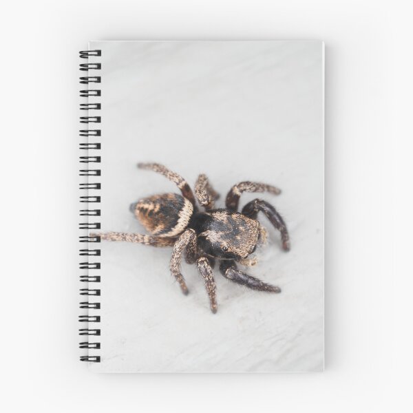 Item preview, Jumping spider designed and sold by SDym Photography.