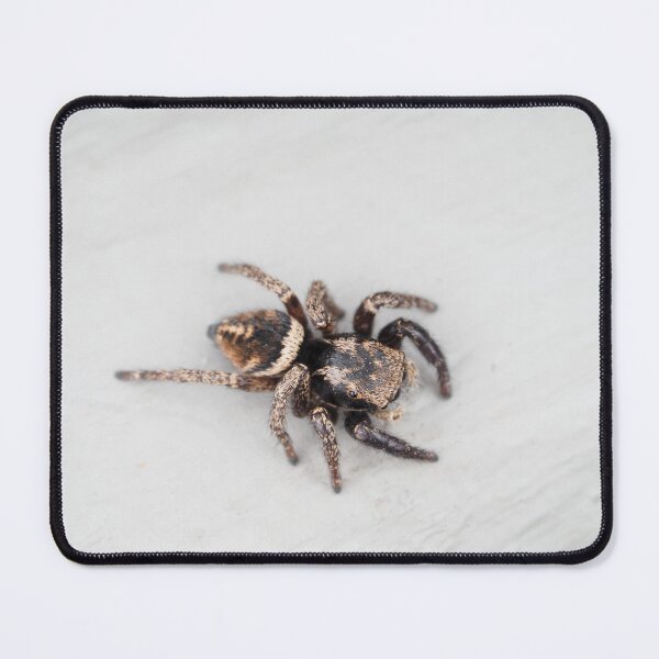 Item preview, Jumping spider designed and sold by SDym Photography.