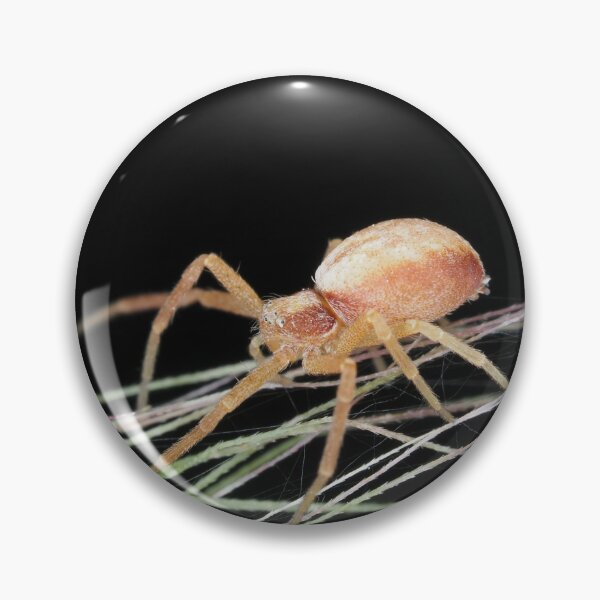 Item preview, Small crab spider designed and sold by SDym Photography.