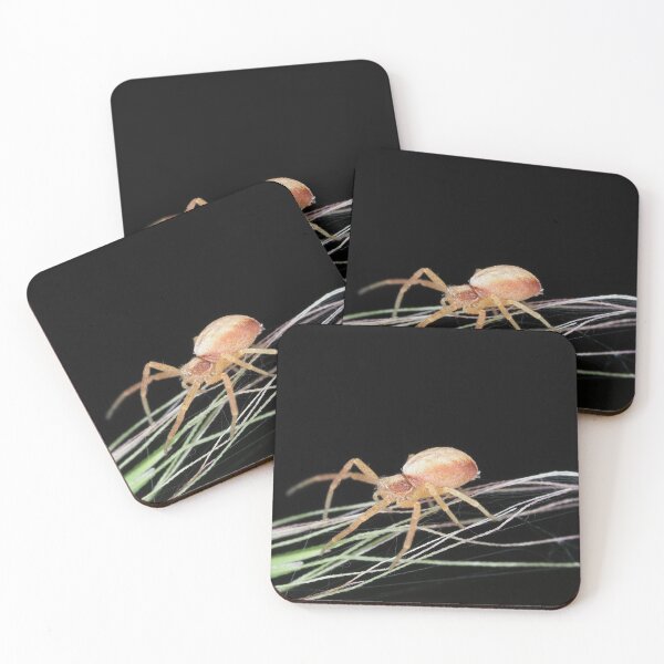 Item preview, Small crab spider designed and sold by SDym Photography.