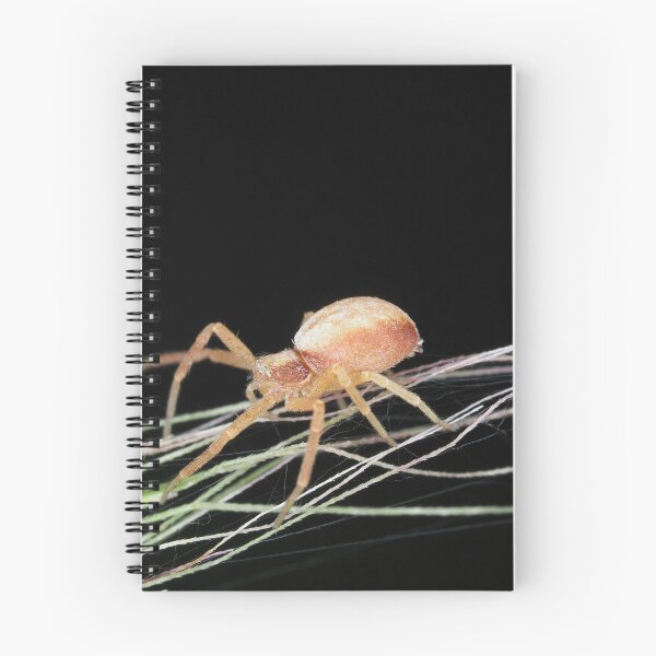 Item preview, Small crab spider designed and sold by SDym Photography.