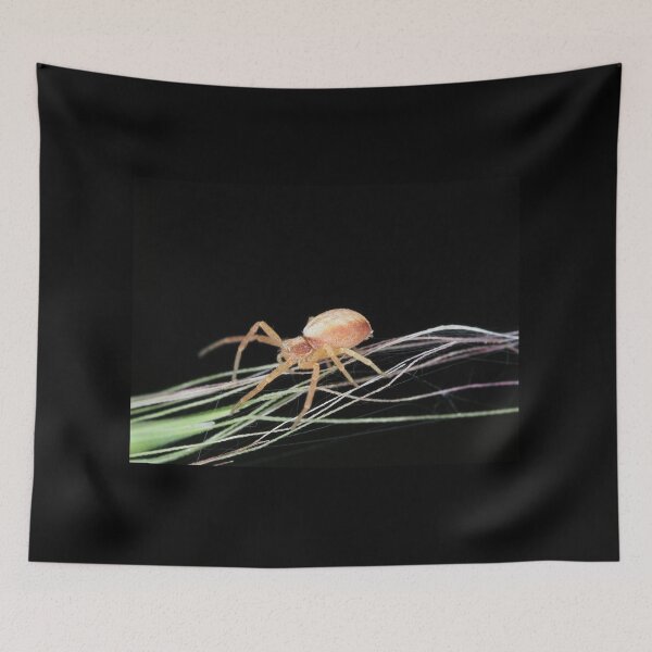 Item preview, Small crab spider designed and sold by SDym Photography.