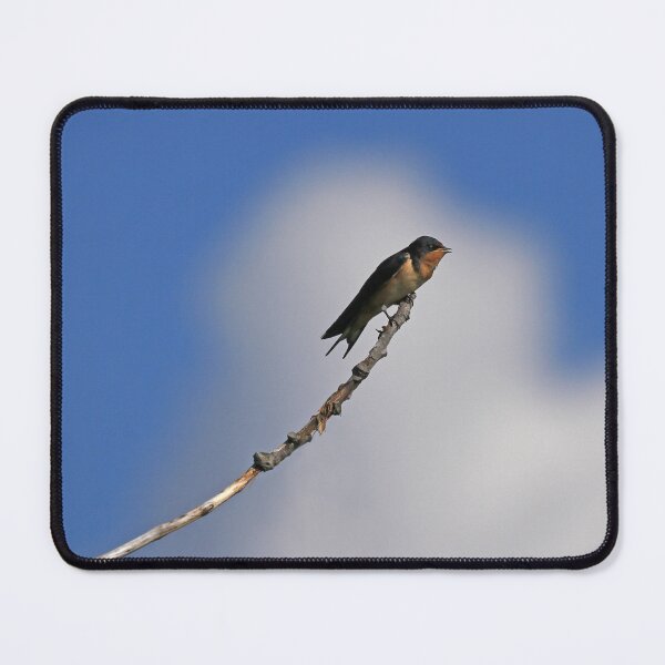 Item preview, Barn Swallow 2 designed and sold by PaulKPhoto.