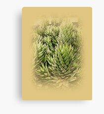 Cacti Canvas Print
