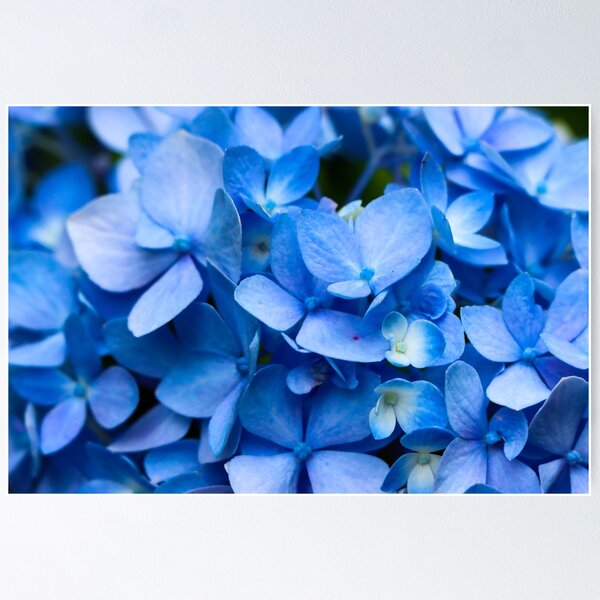 Item preview, Blue Hydrangeas  designed and sold by KaitLouise.