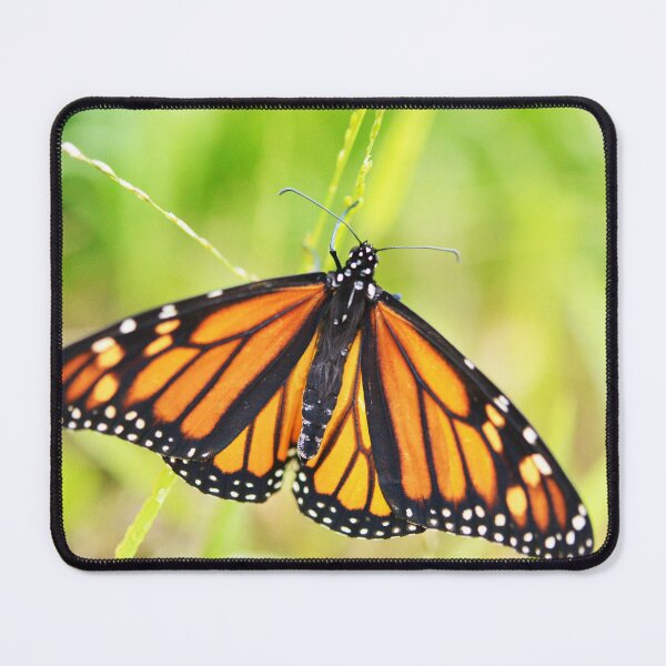 Item preview, Exquisite Monarch Butterfly designed and sold by imaginethis.