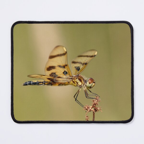 Item preview, Halloween Pennant Dragonfly designed and sold by suburbanwilds.