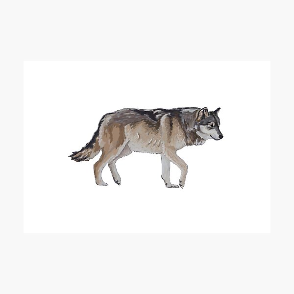 Item preview, Timberwolf  designed and sold by Danielbowles.