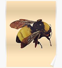 Tyler Scum Fuck Bee Poster