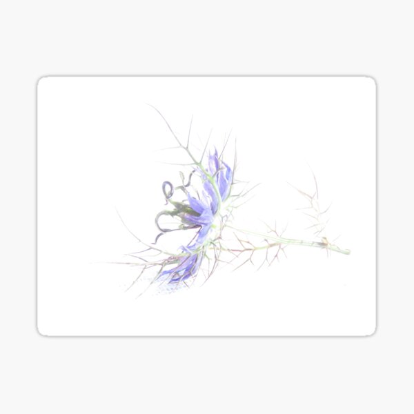 take a long look at nigella Sticker