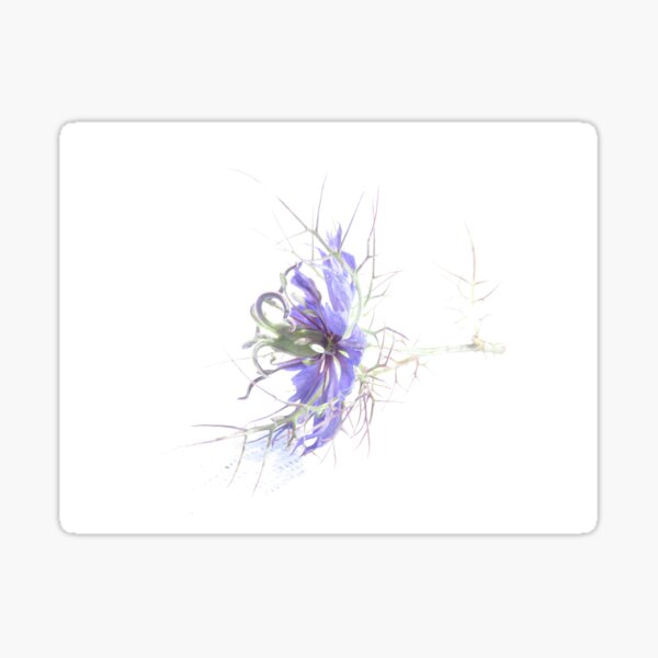 Nigella considered Sticker