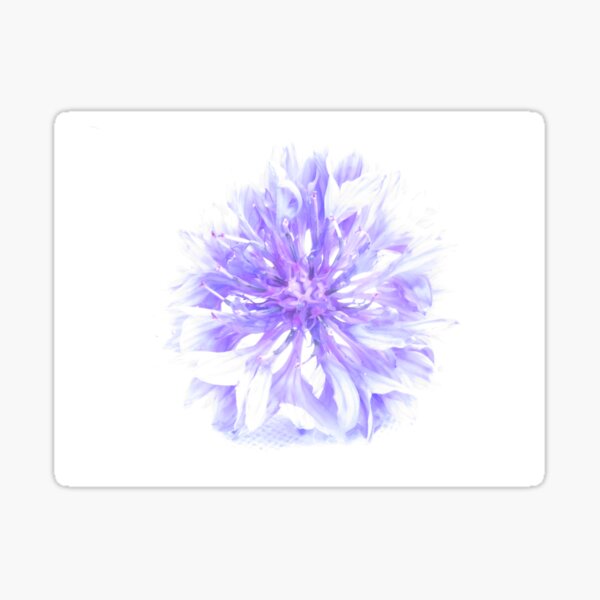Cornflower considered Sticker