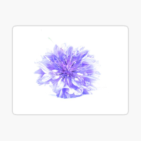 Cornflower - a long look Sticker