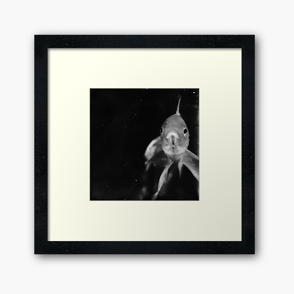 Study Of A Fish Framed Art Print