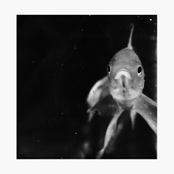 Study Of A Fish Photographic Print