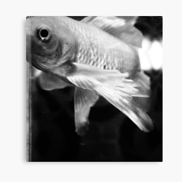 Fish Study Canvas Print