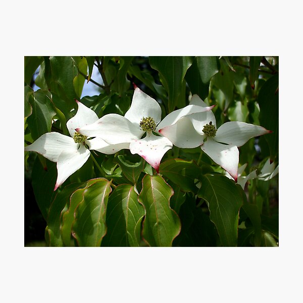 natural line Photographic Print