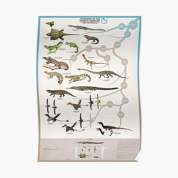 Tetrapods of the Zorzino Limestone Poster