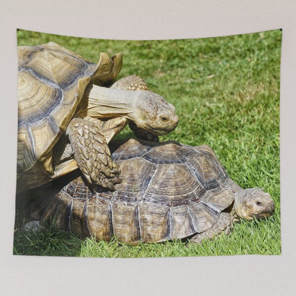 Item preview, African spurred tortoise (Centrochelys sulcata) designed and sold by Andy Harker.