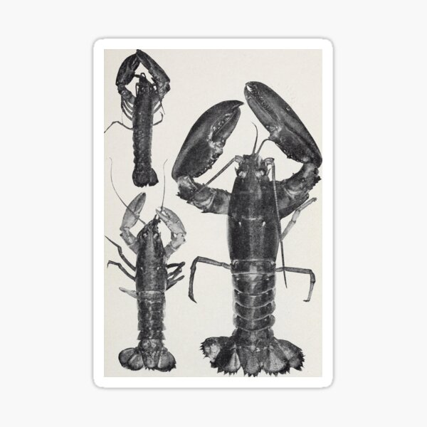 Item preview, Vintage Lobster Photograph (1911) designed and sold by BravuraMedia.