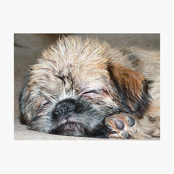 Item preview, Shiffon Puppy designed and sold by LynnMarie.