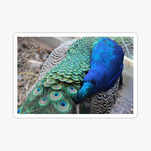 Peacock hiding Sticker