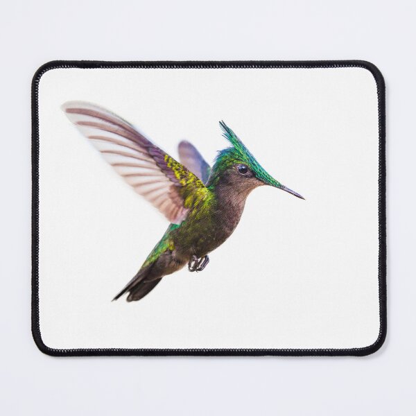 Item preview, Antillean crested hummingbird designed and sold by Graham Prentice.