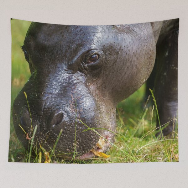 Item preview, Pygmy Hippopotamus designed and sold by rawshutterbug.