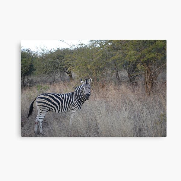 South African Animals Canvas Prints for Sale