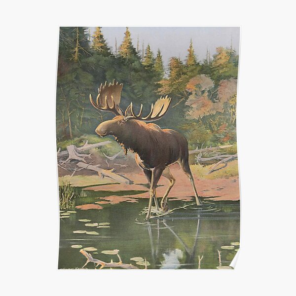 Vintage Moose Illustration (1902) Poster