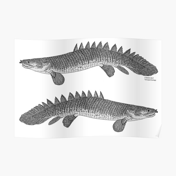 A bichir Poster