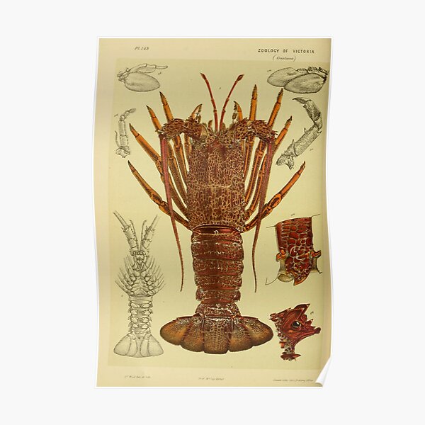 Vintage Lobster Anatomy Diagram (1890) Poster