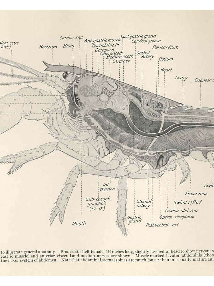 "Vintage Lobster Anatomy Diagram (1911)" ALine Dress for Sale by