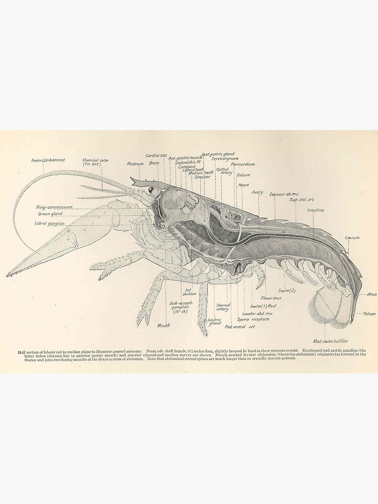 Lobster Anatomy Diagram Label