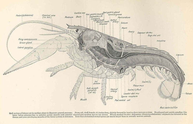 "Vintage Lobster Anatomy Diagram (1911)" Canvas Prints by BravuraMedia