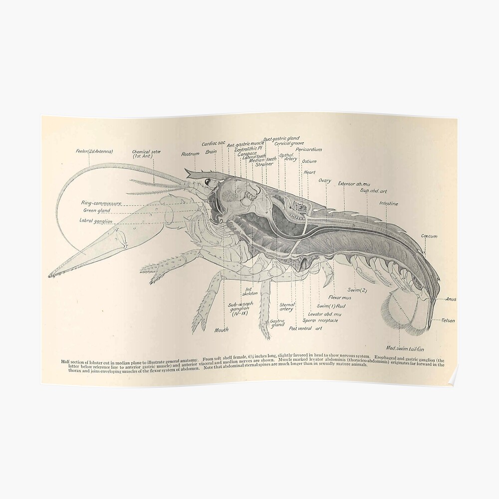 Lobster Anatomy Diagram Label
