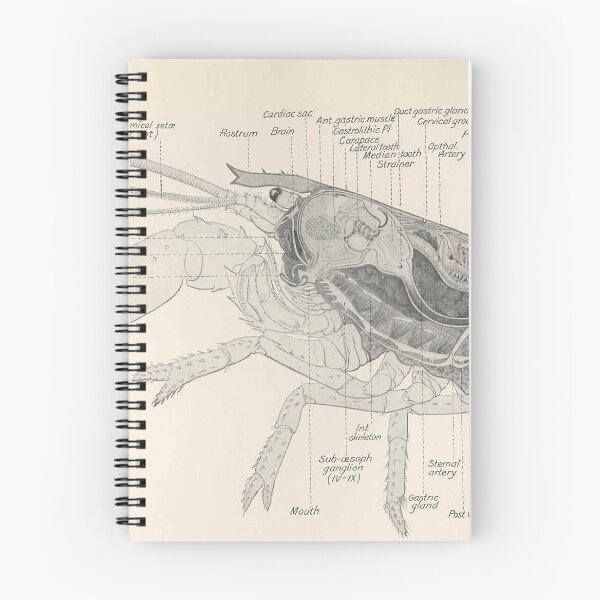 Item preview, Vintage Lobster Anatomy Diagram (1911) designed and sold by BravuraMedia.
