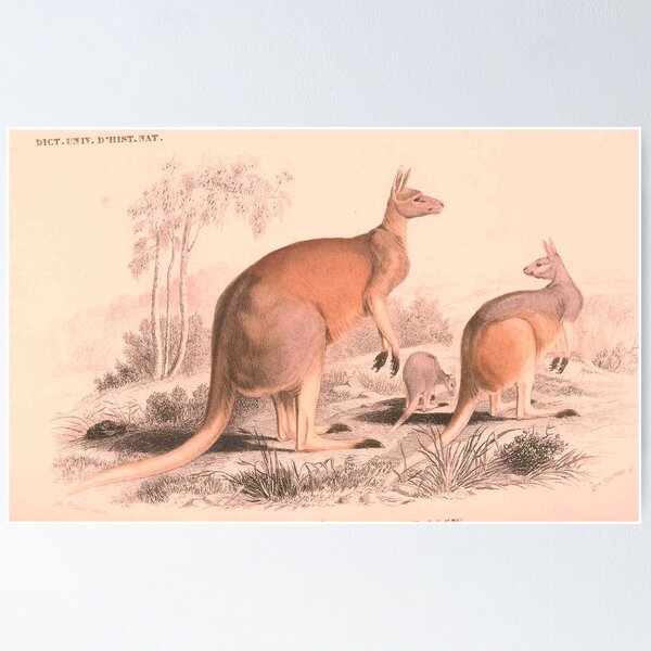 Item preview, Vintage Kangaroo Family Illustration (1849) designed and sold by BravuraMedia.