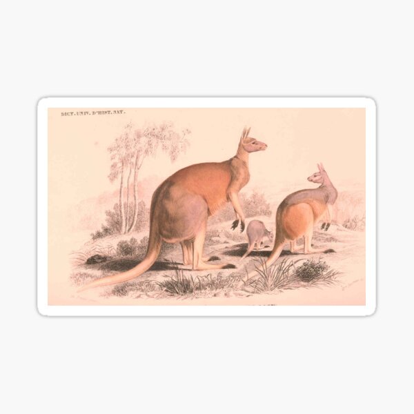 Item preview, Vintage Kangaroo Family Illustration (1849) designed and sold by BravuraMedia.