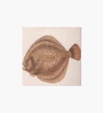 Vintage Flounder Fish Illustration (1919) Art Board