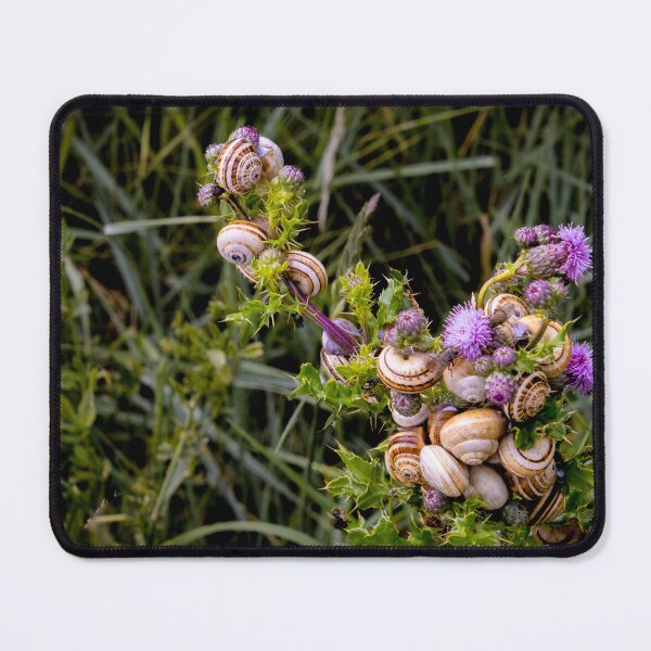 Item preview, Normandy Thistle Snails designed and sold by nbrandsberg.