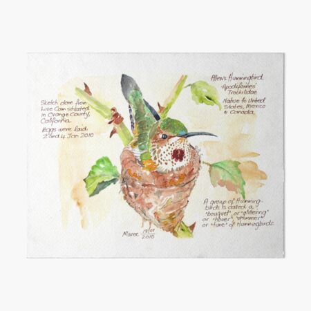 Phoebe, the Allen's Hummingbird - Botanical Illustration Art Board Print